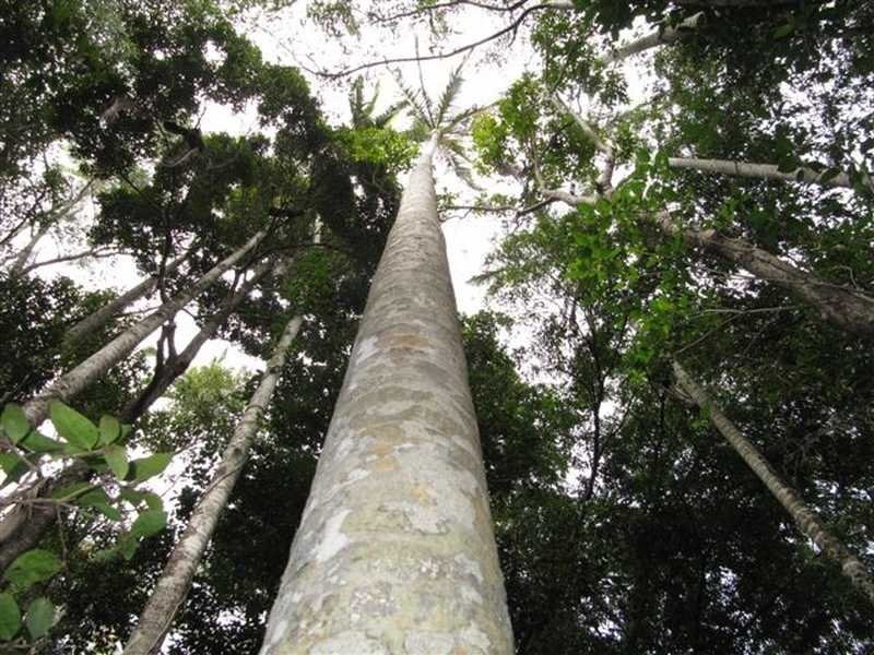Lot 240 Baldaw, Captain Creek QLD 4677