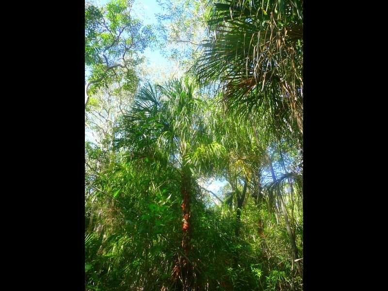Lot 240 Baldaw, Captain Creek QLD 4677