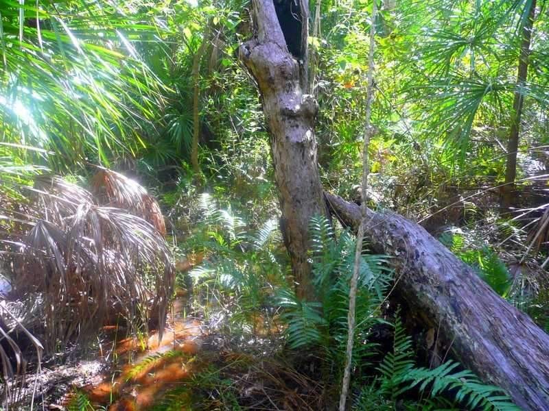 Lot 240 Baldaw, Captain Creek QLD 4677