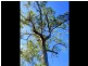 Lot 240 Baldaw, Captain Creek QLD 4677