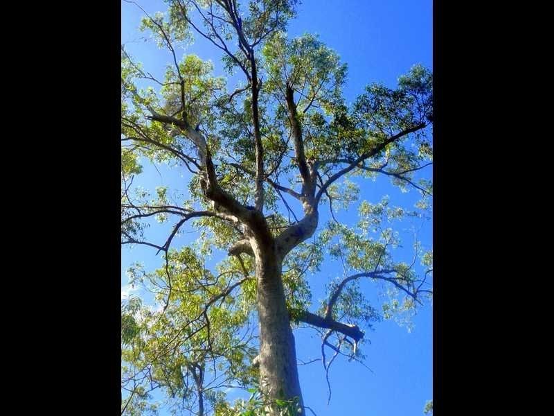Lot 240 Baldaw, Captain Creek QLD 4677