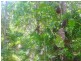 Lot 240 Baldaw, Captain Creek QLD 4677