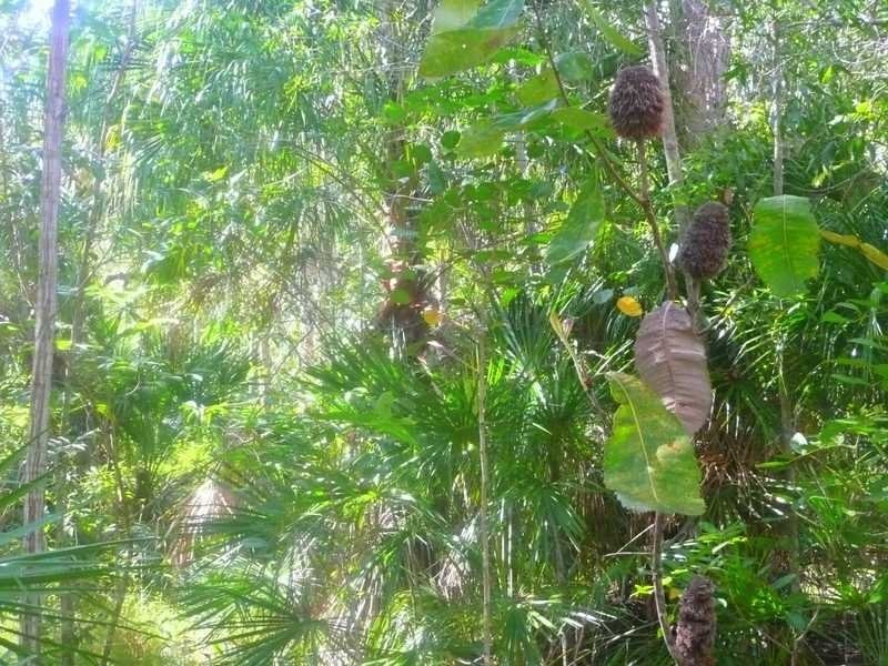 Lot 240 Baldaw, Captain Creek QLD 4677