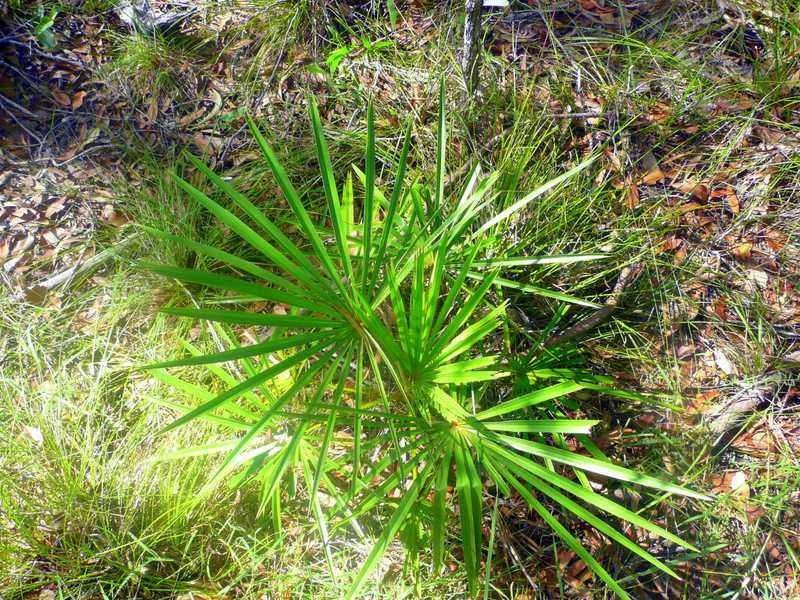 Lot 240 Baldaw, Captain Creek QLD 4677