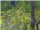 Lot 240 Baldaw, Captain Creek QLD 4677