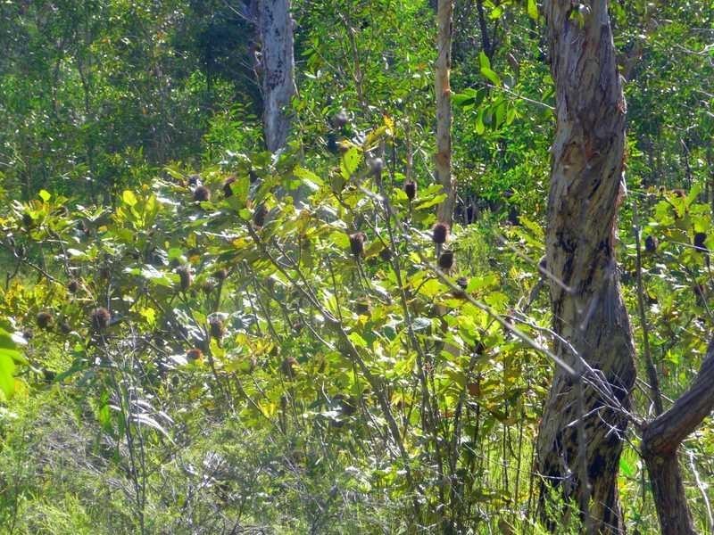 Lot 240 Baldaw, Captain Creek QLD 4677