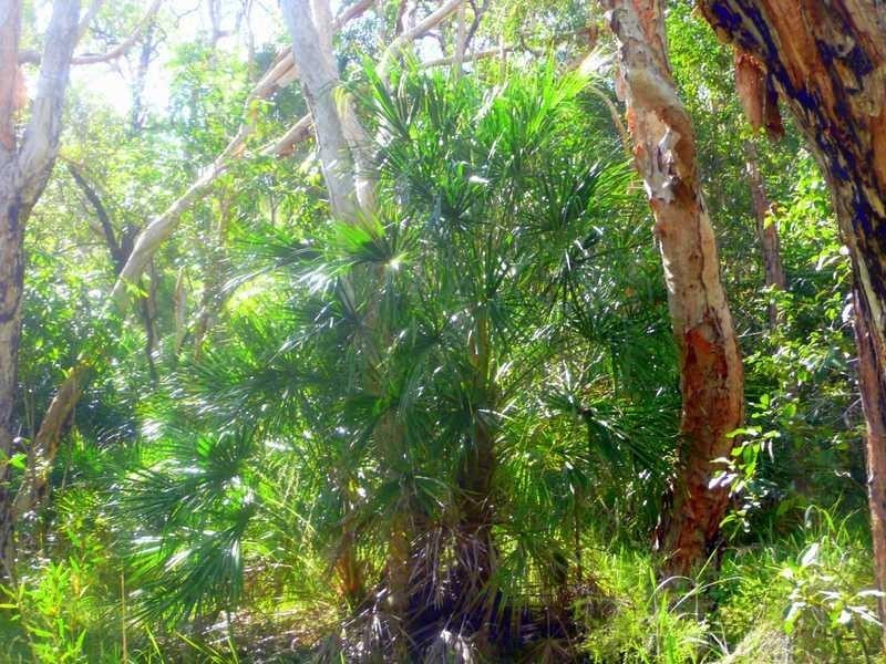 Lot 240 Baldaw, Captain Creek QLD 4677