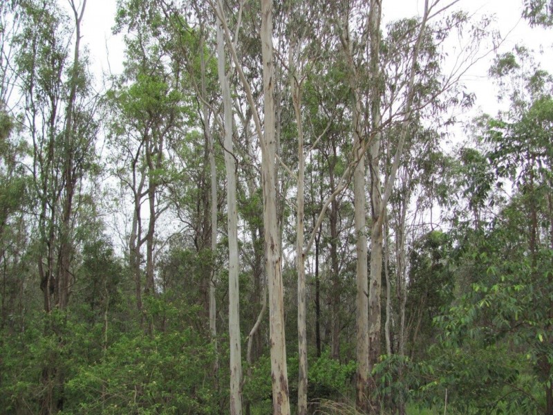 Captain Creek QLD 4677