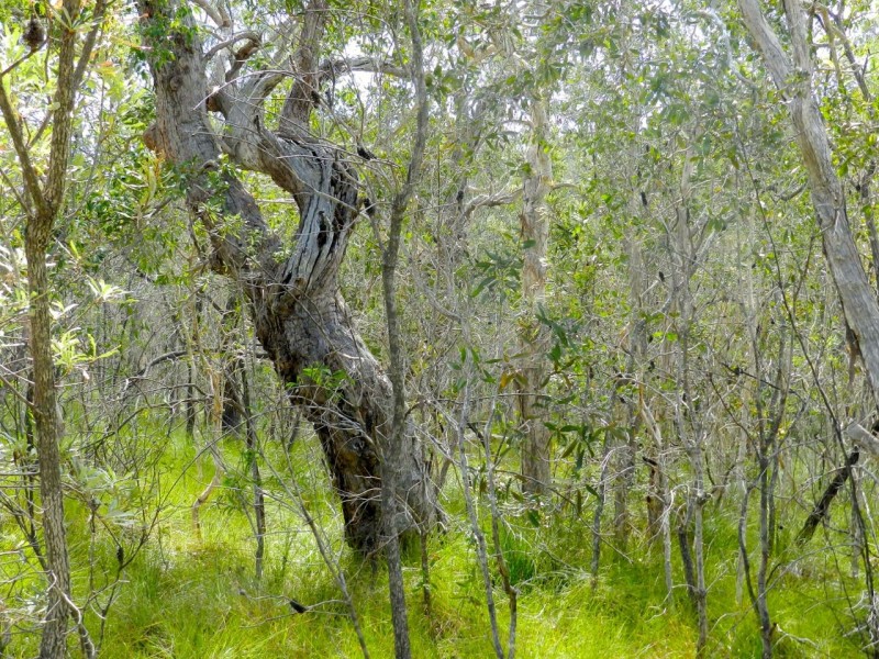 Lot 288 Masthead, Agnes Water QLD 4677