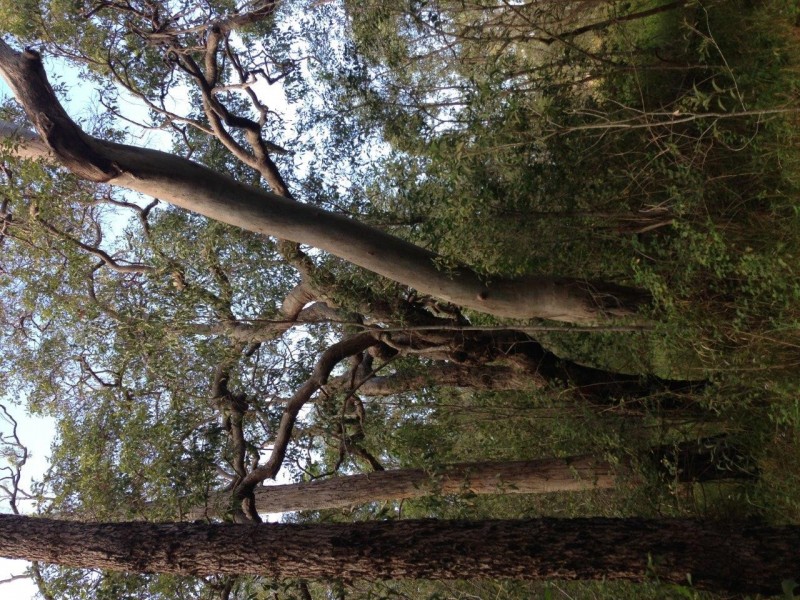 lot 20 Creevey Drive, Captain Creek QLD 4677