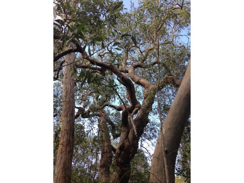 lot 20 Creevey Drive, Captain Creek QLD 4677