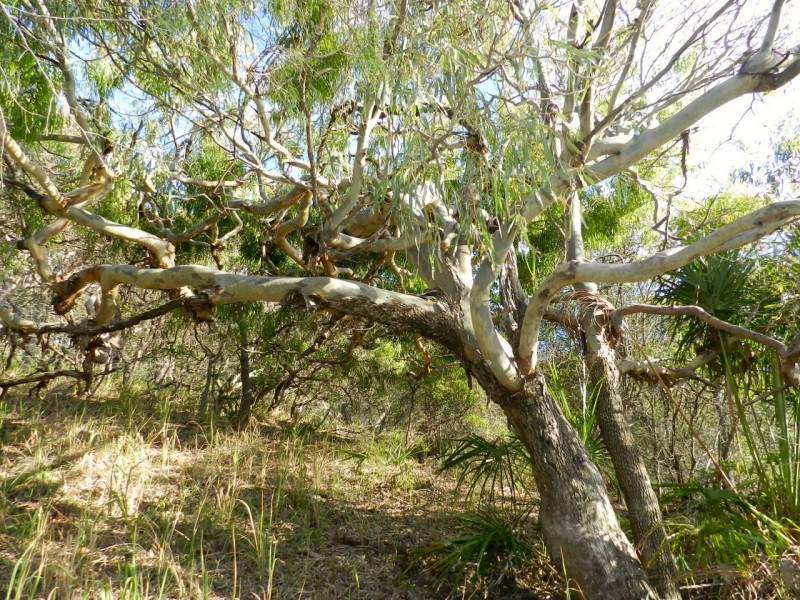 Agnes Water QLD 4677