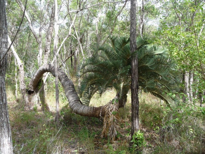 Lot 21 Round Hill Road, Round Hill QLD 4677