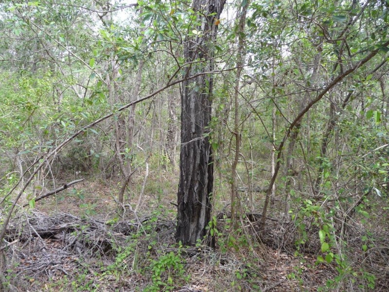 Lot 21 Round Hill Road, Round Hill QLD 4677