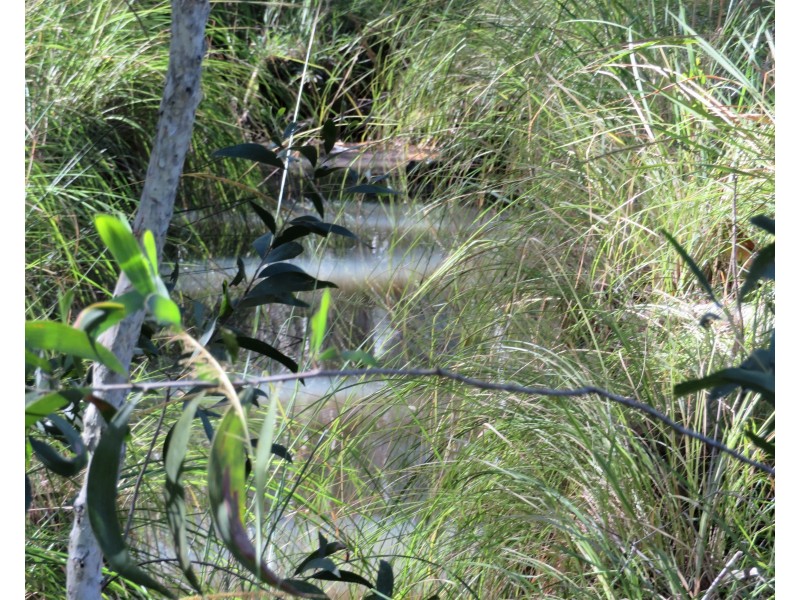 2374 Fingerboard Road, Mount Tom QLD 4677