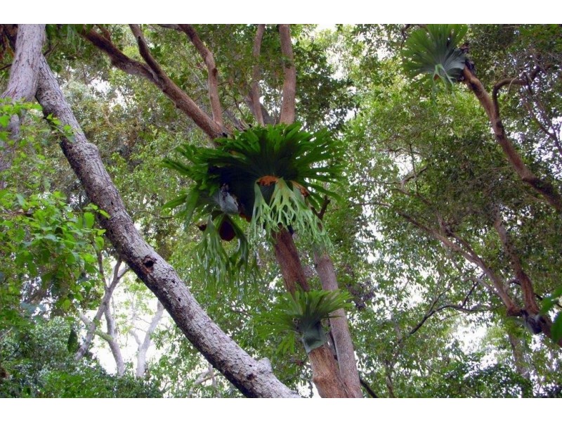 Lot 12 Quarry Road, Round Hill QLD 4677