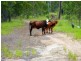 Lot 12 Quarry Road, Round Hill QLD 4677