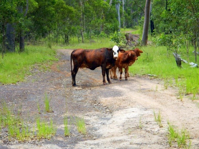 Lot 12 Quarry Road, Round Hill QLD 4677