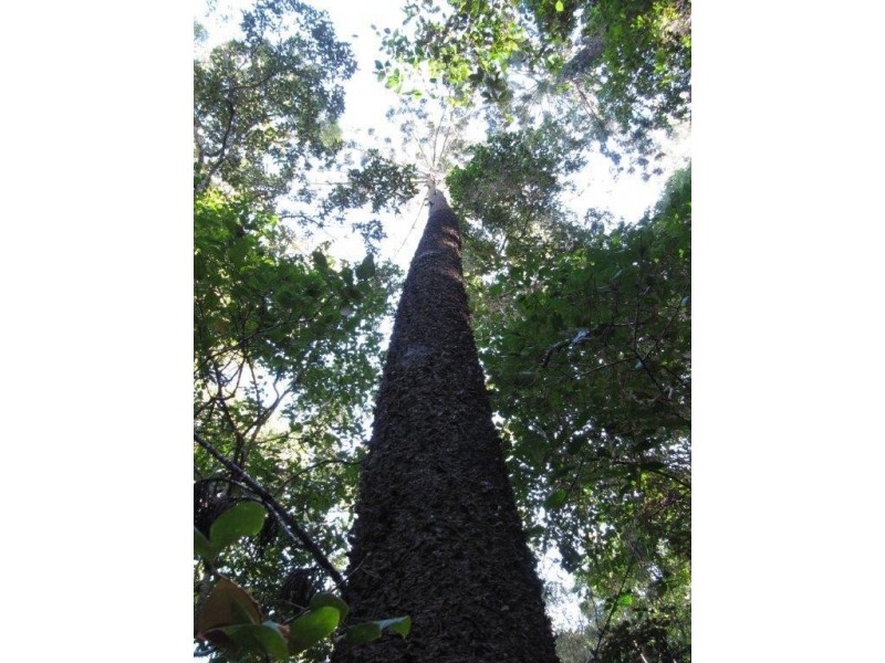 Lot 12 Quarry Road, Round Hill QLD 4677