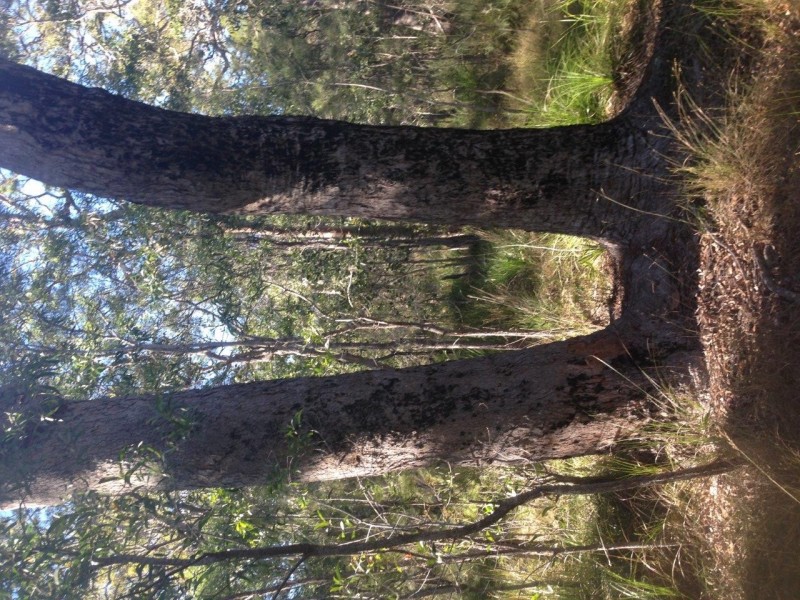 Lot 78 Mcghee Crescent, Agnes Water QLD 4677
