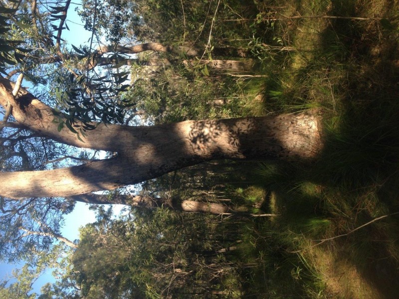 Lot 78 Mcghee Crescent, Agnes Water QLD 4677