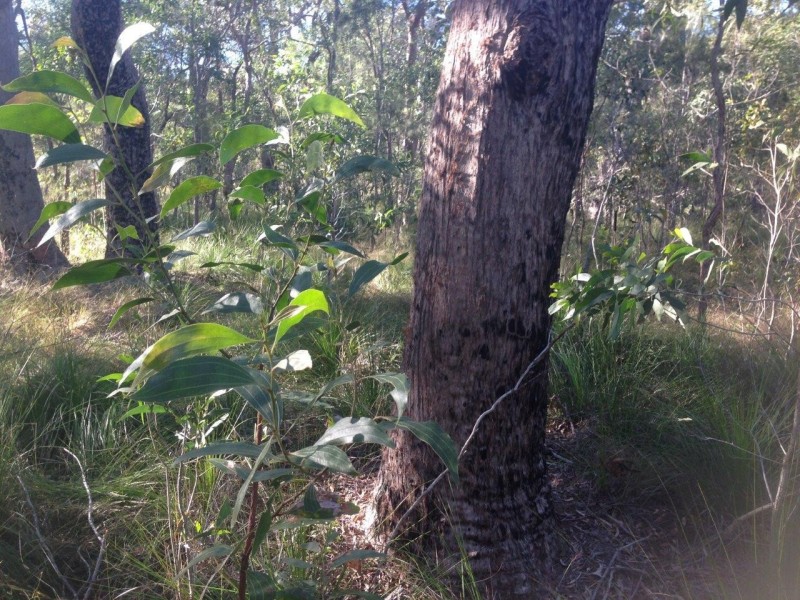 Lot 78 Mcghee Crescent, Agnes Water QLD 4677