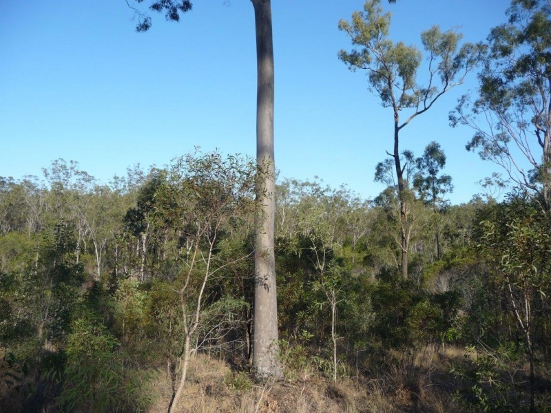 203 Mineral Road, Rosedale QLD 4674