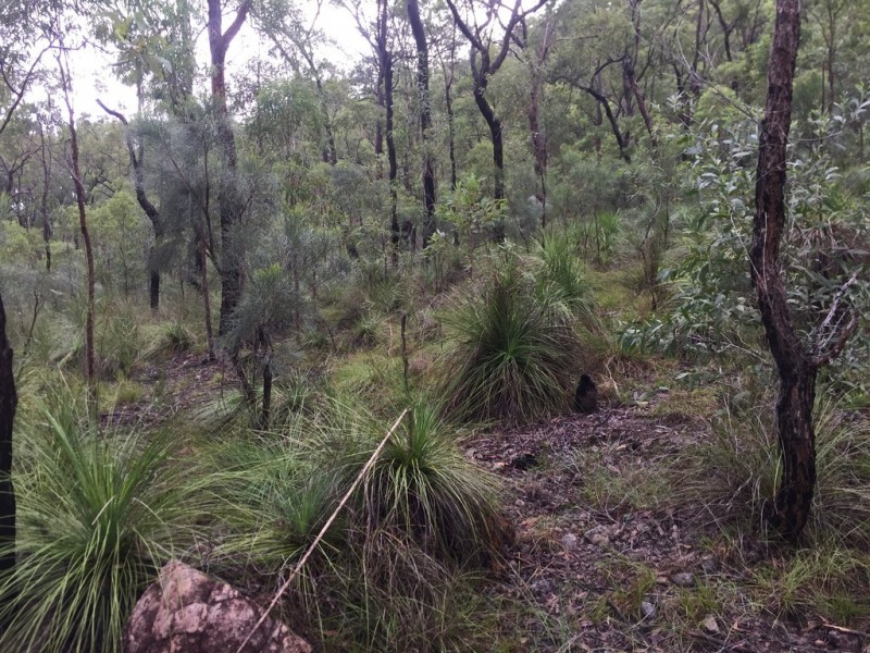 Lot 37 BALDAW RD, Captain Creek QLD 4677