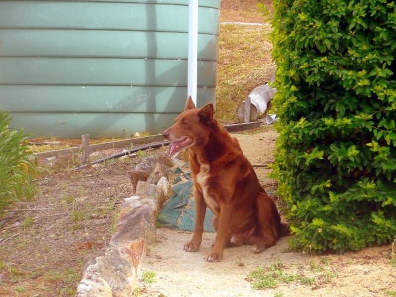 420 Murphy Road, Captain Creek QLD 4677