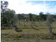 307 Creevey Drive, Captain Creek QLD 4677