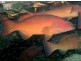 17 Occhillupo, Agnes Water QLD 4677