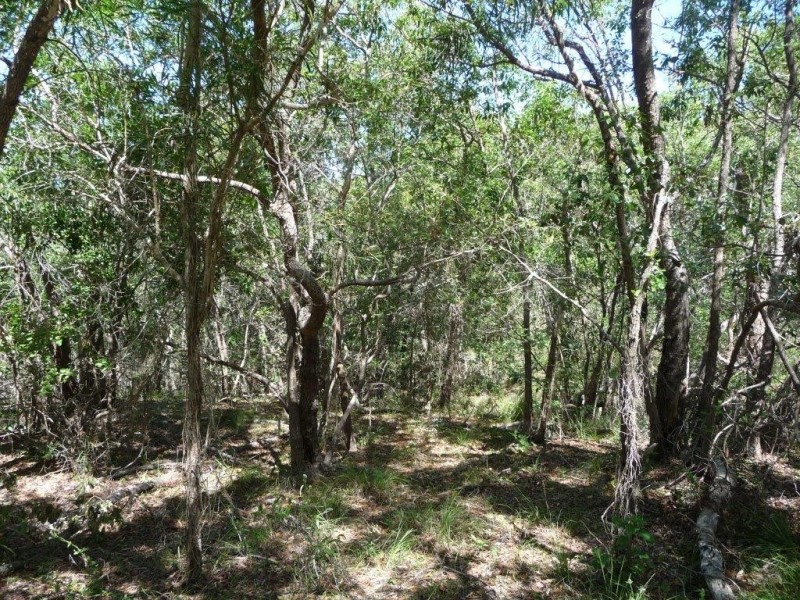 Lot 81 Wistari Terrace, Agnes Water QLD 4677