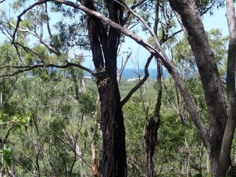 Lot 81 Wistari Terrace, Agnes Water QLD 4677