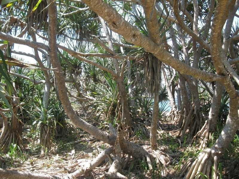 Lot 3 Kate Avenue, Deepwater QLD 4674
