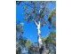 Lot 6 Bootmaker Drive, Round Hill QLD 4677