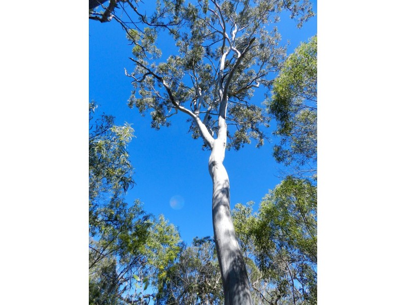 Lot 6 Bootmaker Drive, Round Hill QLD 4677