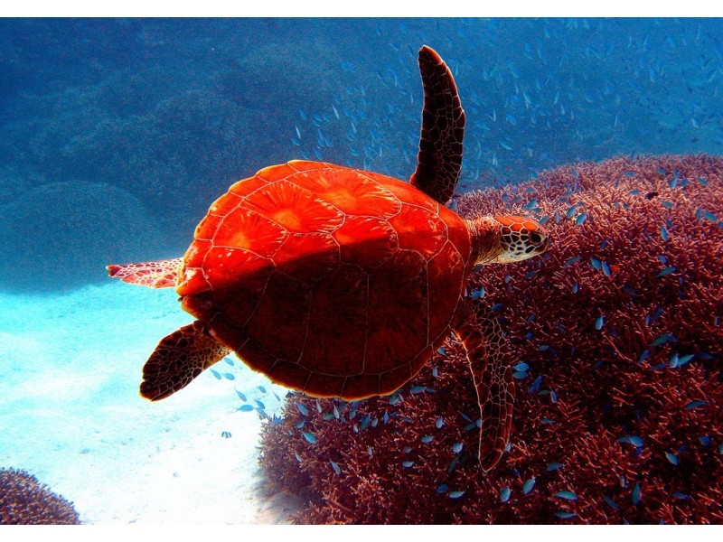 54 Seascape Close, Agnes Water QLD 4677