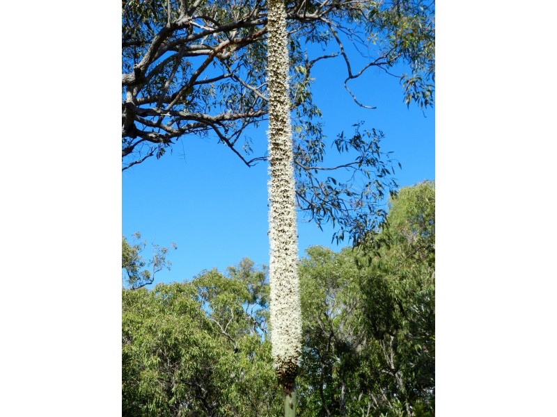 Lot 10 Bloodwood Ave Nth Sunrise, Agnes Water QLD 4677