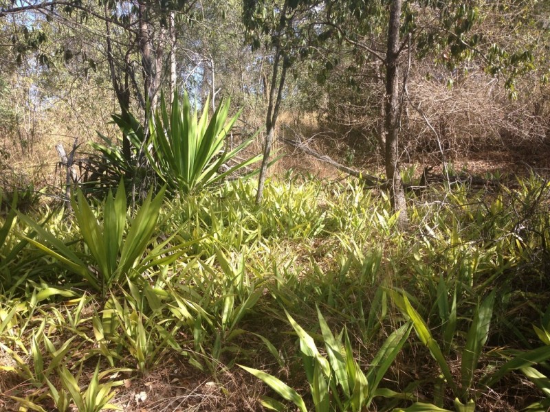 Rosedale QLD 4674