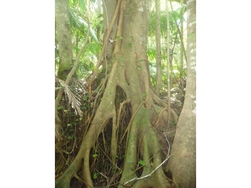 Lot 64 CREEVEY DRIVE, Captain Creek QLD 4677