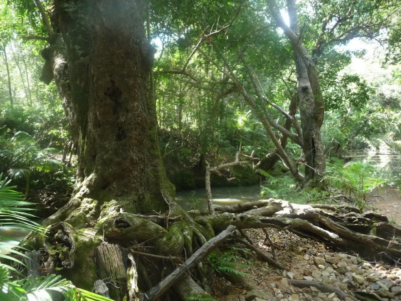 Lot 64 CREEVEY DRIVE, Captain Creek QLD 4677