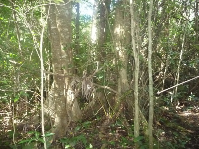 Lot 64 CREEVEY DRIVE, Captain Creek QLD 4677