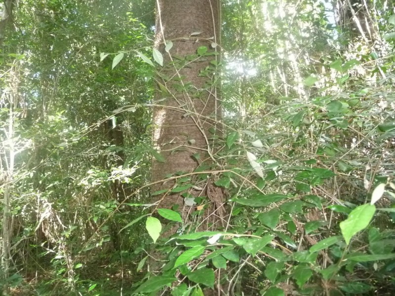 Lot 64 CREEVEY DRIVE, Captain Creek QLD 4677