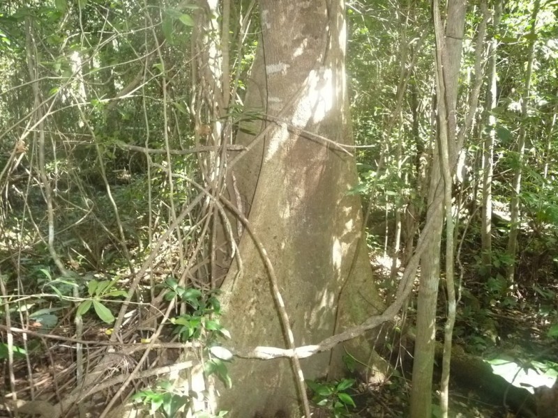 Lot 64 CREEVEY DRIVE, Captain Creek QLD 4677