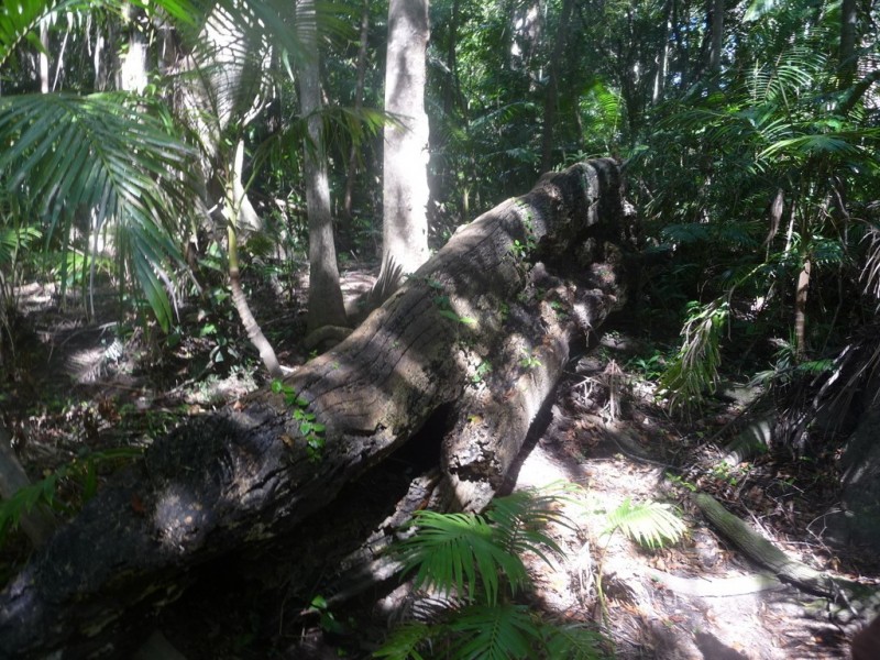 Lot 64 CREEVEY DRIVE, Captain Creek QLD 4677