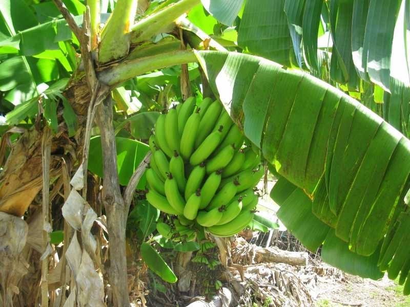 36 Wistari Tce, Agnes Water QLD 4677