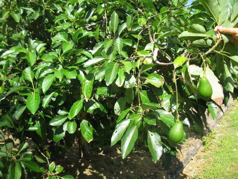 36 Wistari Tce, Agnes Water QLD 4677