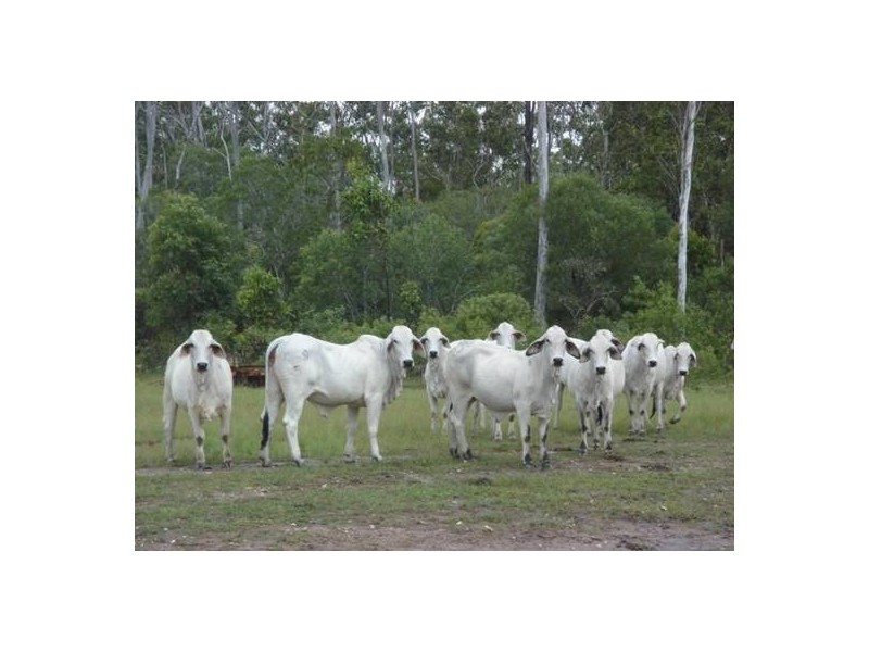 Captain Creek QLD 4677