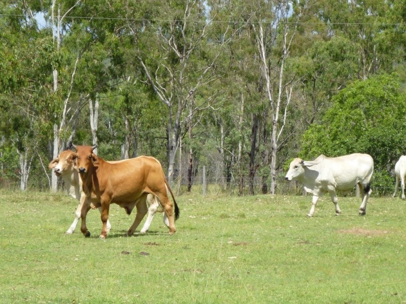1000 Gorge Road, Taunton QLD 4674