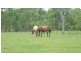 1000 Gorge Road, Taunton QLD 4674